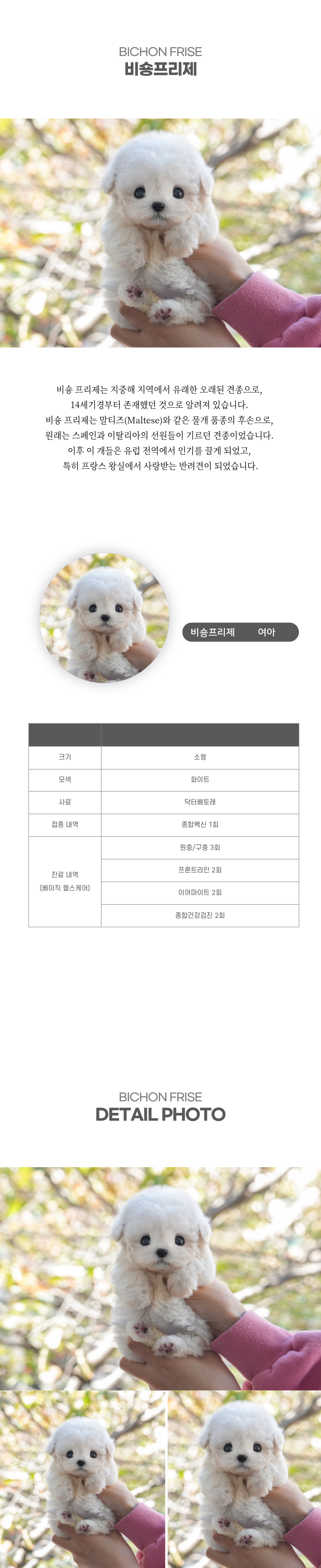 미니비숑_상세이미지_2